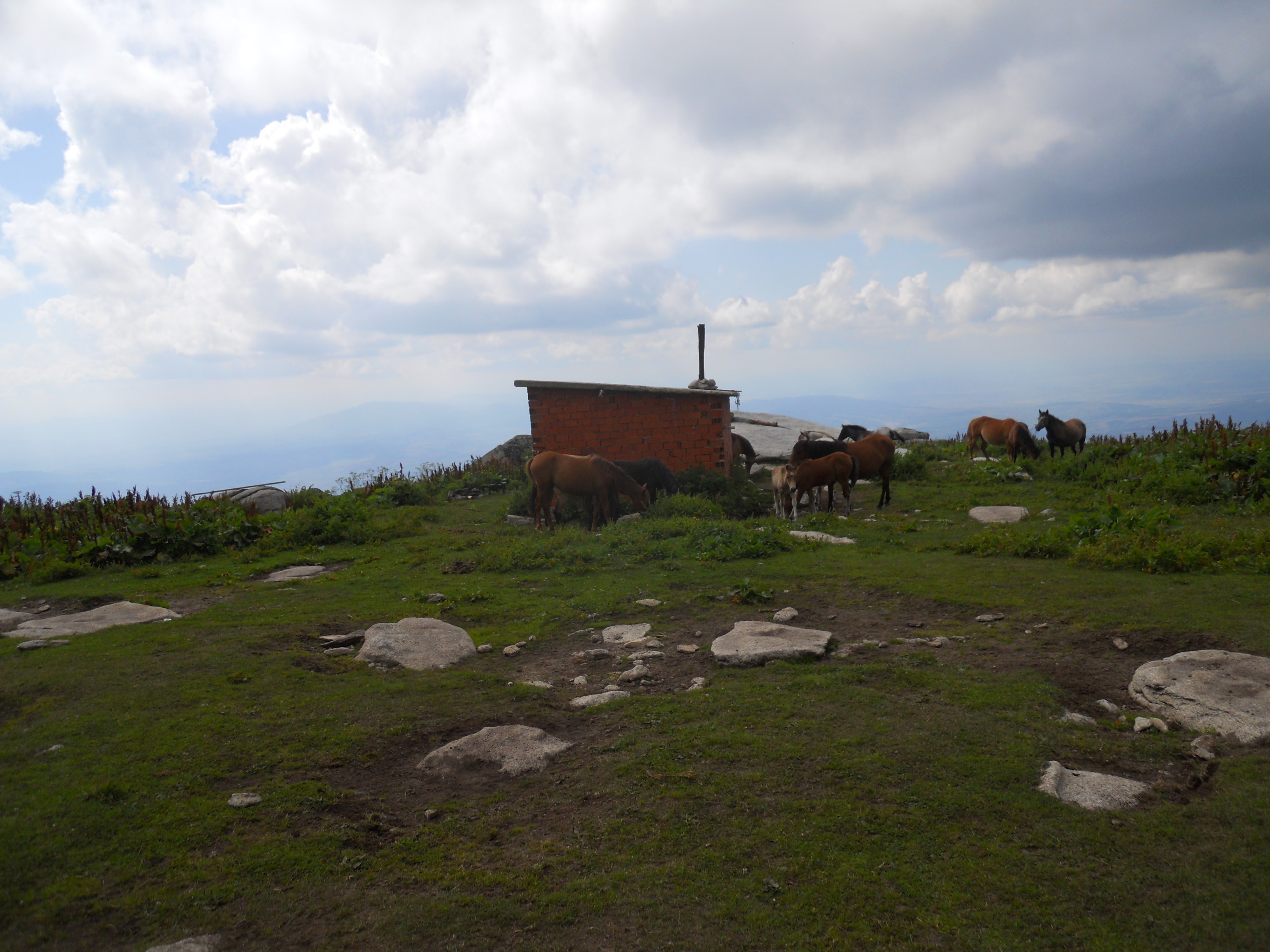 Horses around a hut